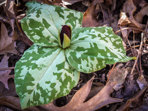 image of Trillium cuneatum, Little Sweet Betsy, Purple Toadshade