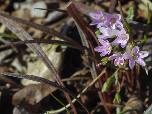 image of Claytonia virginica var. virginica, Spring-beauty