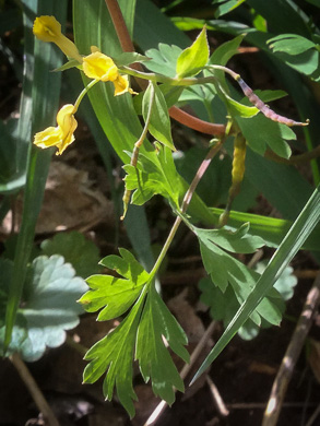 Yellow Fumitory