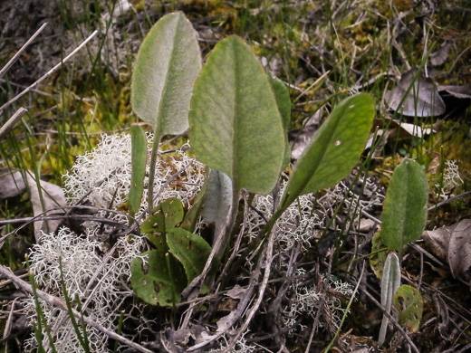 image of Packera dubia, Woolly Ragwort, Woolly Groundsel, Woolly Goldenwort