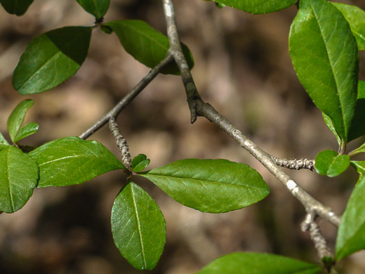 image of Ilex cuthbertii, Cuthbert Holly