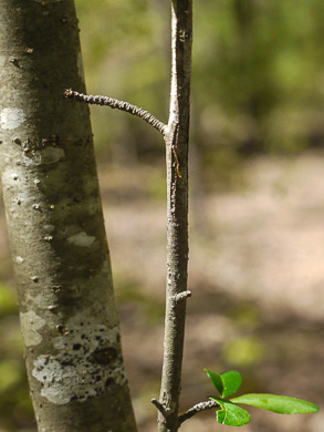 image of Ilex cuthbertii, Cuthbert Holly