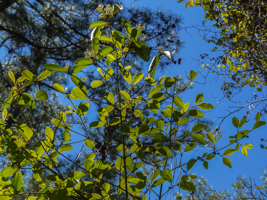 image of Viburnum rufidulum, Rusty Blackhaw, Blue Haw, Southern Blackhaw, Rusty Haw