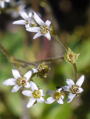 image of Micranthes virginiensis, Early Saxifrage