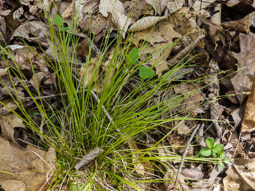 image of Carex rosea, Rosy Sedge