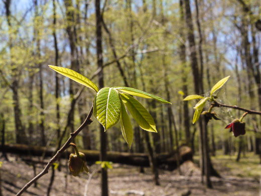 image of -, Hybrid Pawpaw