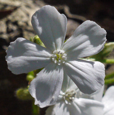 image of Silene caroliniana var. caroliniana, South Carolina Wild-pink, Rock Catchfly, Carolina Pink