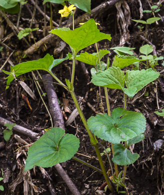 image of Viola eriocarpa, Smooth Yellow Forest Violet, Smooth Yellow Violet