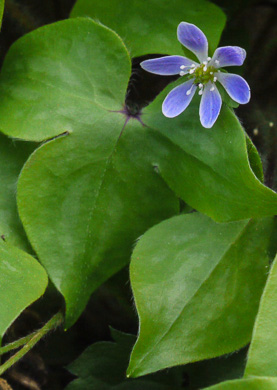 Hepatica acutiloba, Sharp-lobed Hepatica, Sharp-lobed Liverleaf