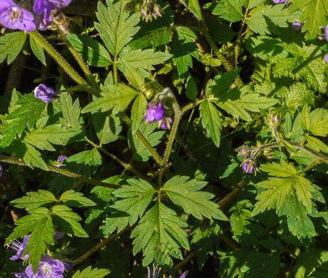 image of Phacelia bipinnatifida, Fernleaf Phacelia, Purple Phacelia, Forest Phacelia