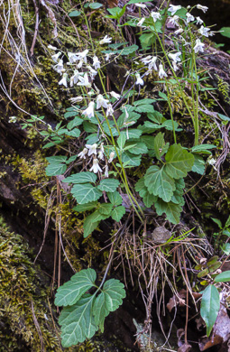 image of Cardamine diphylla, Broadleaf Toothwort, Crinkleroot, Pepperroot, Two-leaved Toothwort