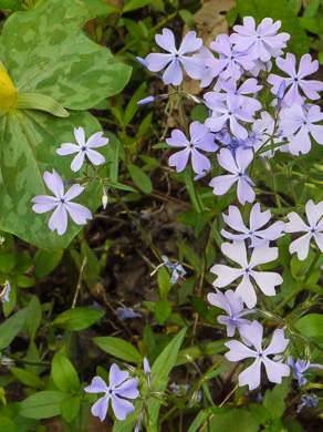 image of Phlox divaricata, Eastern Blue Phlox, Timber Phlox, Blue Woodland Phlox, Wild Blue Phlox
