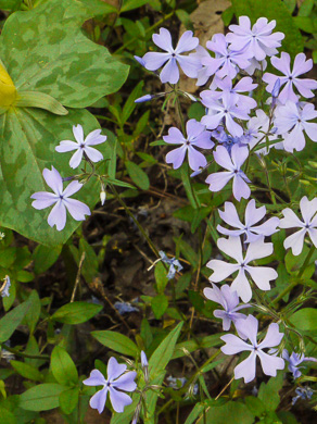 image of Phlox divaricata var. divaricata, Eastern Blue Phlox, Timber Phlox, Blue Woodland Phlox, Wild Blue Phlox