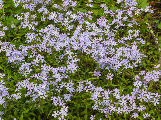 image of Phlox divaricata var. divaricata, Eastern Blue Phlox, Timber Phlox, Blue Woodland Phlox, Wild Blue Phlox