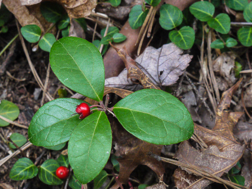 image of Gaultheria procumbens, Wintergreen, Teaberry