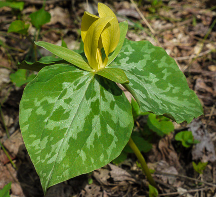 image of Trillium luteum, Yellow Trillium, Yellow Toadshade, Lemon-scented Trillium, Wax Trillium