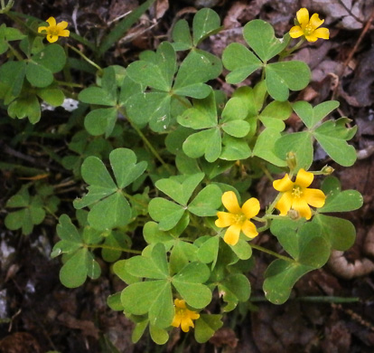 image of Oxalis dillenii, Southern Yellow Wood-sorrel, Slender Yellow Wood-sorrel