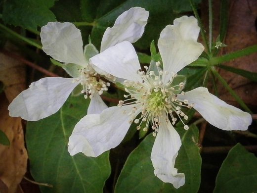 flower of Rubus flagellaris, Common Dewberry, Northern Dewberry