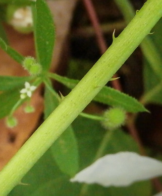 image of Rubus flagellaris, Common Dewberry, Northern Dewberry