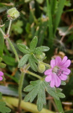 image of Geranium molle, Dove's-foot Cranesbill