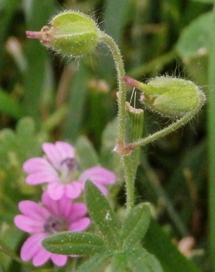 image of Geranium molle, Dove's-foot Cranesbill