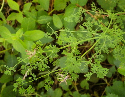 image of Fumaria officinalis, Fumitory, Earthsmoke