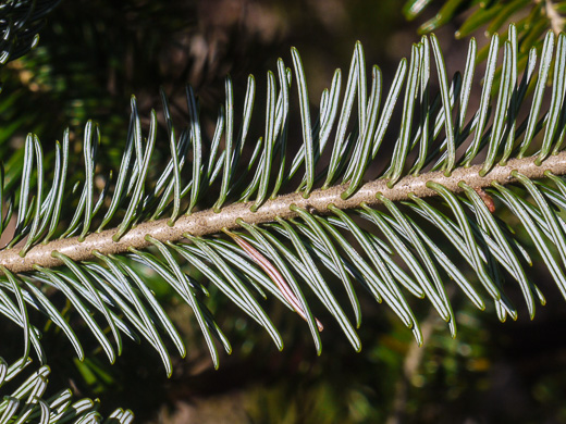 image of Abies fraseri, Fraser Fir, She Balsam, Southern Balsam