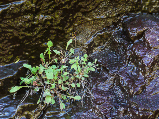 image of Krigia montana, Mountain Dwarf-dandelion, Mountain Cynthia