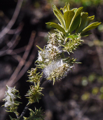 image of Salix humilis, Upland Willow, Prairie Willow