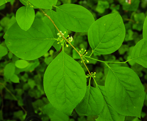 image of Ilex ambigua, Carolina Holly