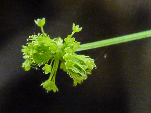 Sanicula odorata, Clustered Snakeroot, Clustered Sanicle, Yellow-flowered Snakeroot, Fragrant Snakeroot