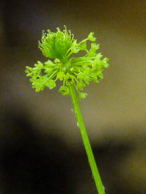 image of Sanicula odorata, Clustered Snakeroot, Clustered Sanicle, Yellow-flowered Snakeroot, Fragrant Snakeroot