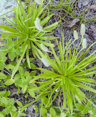 Plantago wrightiana, Wright's Plantain