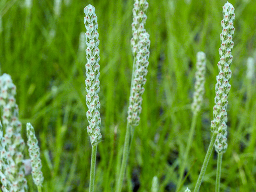 image of Plantago wrightiana, Wright's Plantain