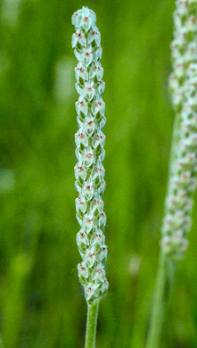 image of Plantago wrightiana, Wright's Plantain