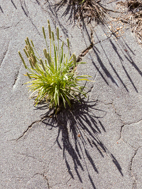 Plantago wrightiana, Wright's Plantain