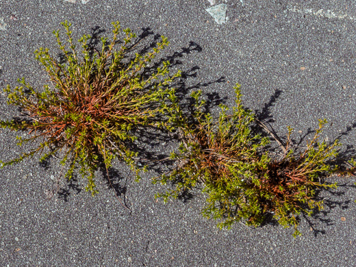 Polypremum procumbens, Juniperleaf, Polypremum, Rustweed