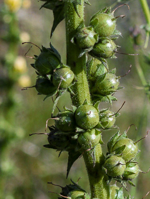 image of Verbascum virgatum, Wand Mullein, Twiggy Mullein, Moth Mullein