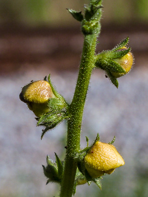 image of Verbascum virgatum, Wand Mullein, Twiggy Mullein, Moth Mullein