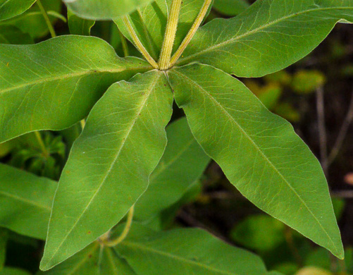 Coreopsis major var. major, Whorled Coreopsis, Woodland Coreopsis