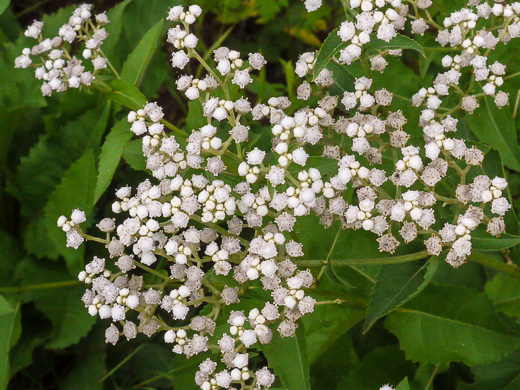 image of Parthenium integrifolium var. integrifolium, Common Wild Quinine