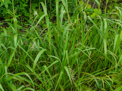 image of Elymus hystrix var. hystrix, Common Bottlebrush Grass, Eastern Bottlebrush-grass