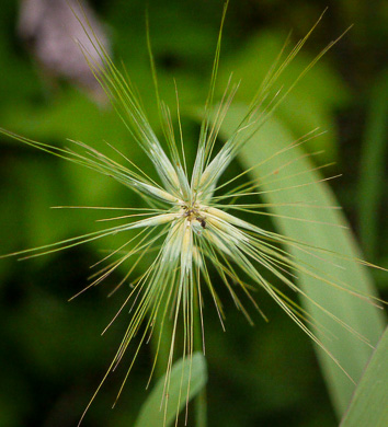 Elymus hystrix var. hystrix, Common Bottlebrush Grass, Eastern Bottlebrush-grass