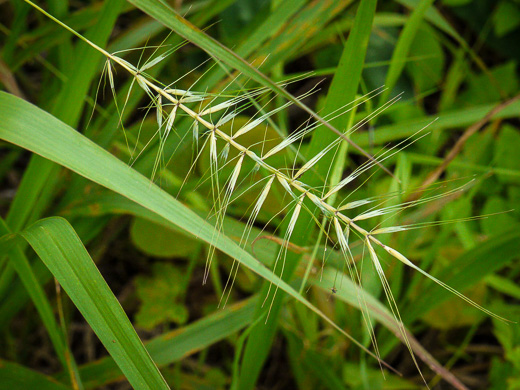 image of Elymus hystrix var. hystrix, Common Bottlebrush Grass, Eastern Bottlebrush-grass