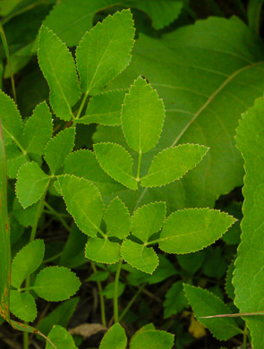 image of Angelica venenosa, Hairy Angelica, Downy Angelica, Deadly Angelica, Woodland Angelica