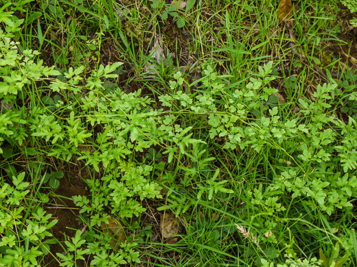 image of Lygodium japonicum, Japanese Climbing Fern