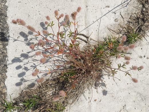 image of Trifolium arvense, Rabbitfoot Clover