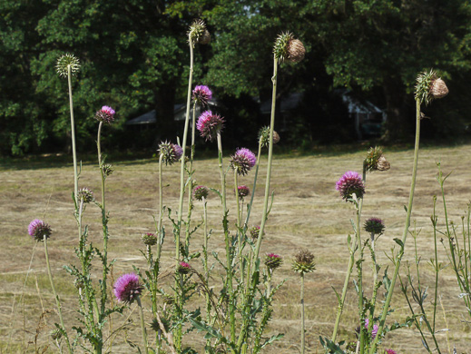 image of Carduus nutans, Nodding Thistle, Musk Thistle