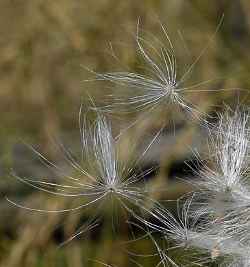 bristles