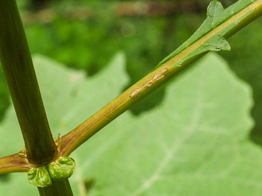 image of Smallanthus uvedalia, Bearsfoot, Hairy Leafcup, Yellow Leafcup